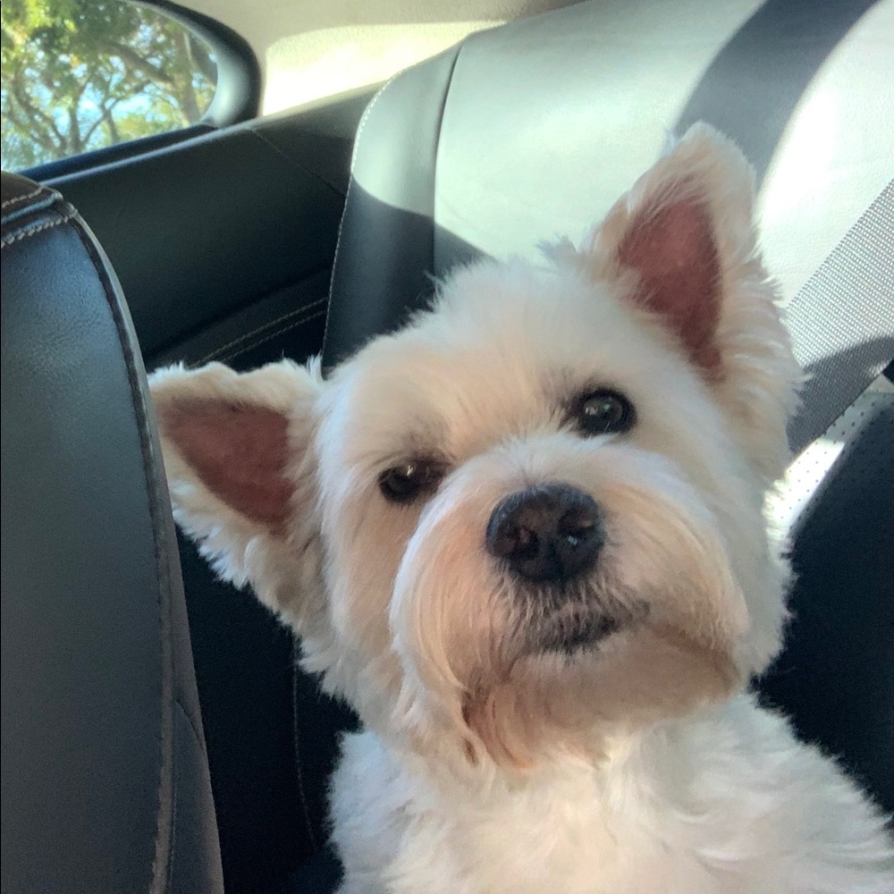 Meet your Posher, Rebeb